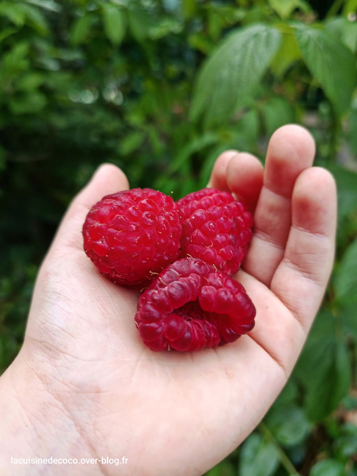 Les framboises : 1ère (mini!) récolte et recettes - 🥗 La Cuisine de Coco 🍜