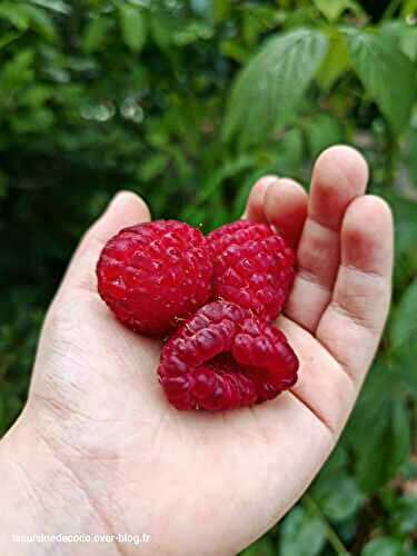 Les framboises : 1ère (mini!) récolte et recettes - 🥗 La Cuisine de Coco 🍜
