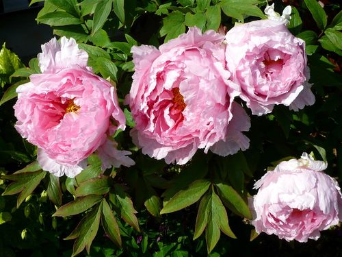 Les pivoines arbustives au jardin - 🥗 La Cuisine de Coco 🍜