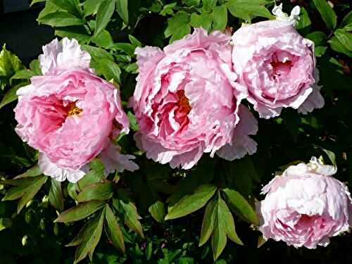 Les pivoines arbustives au jardin - 🥗 La Cuisine de Coco 🍜