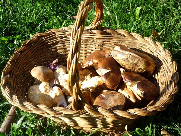 Panier de champignons - 🥗 La Cuisine de Coco 🍜