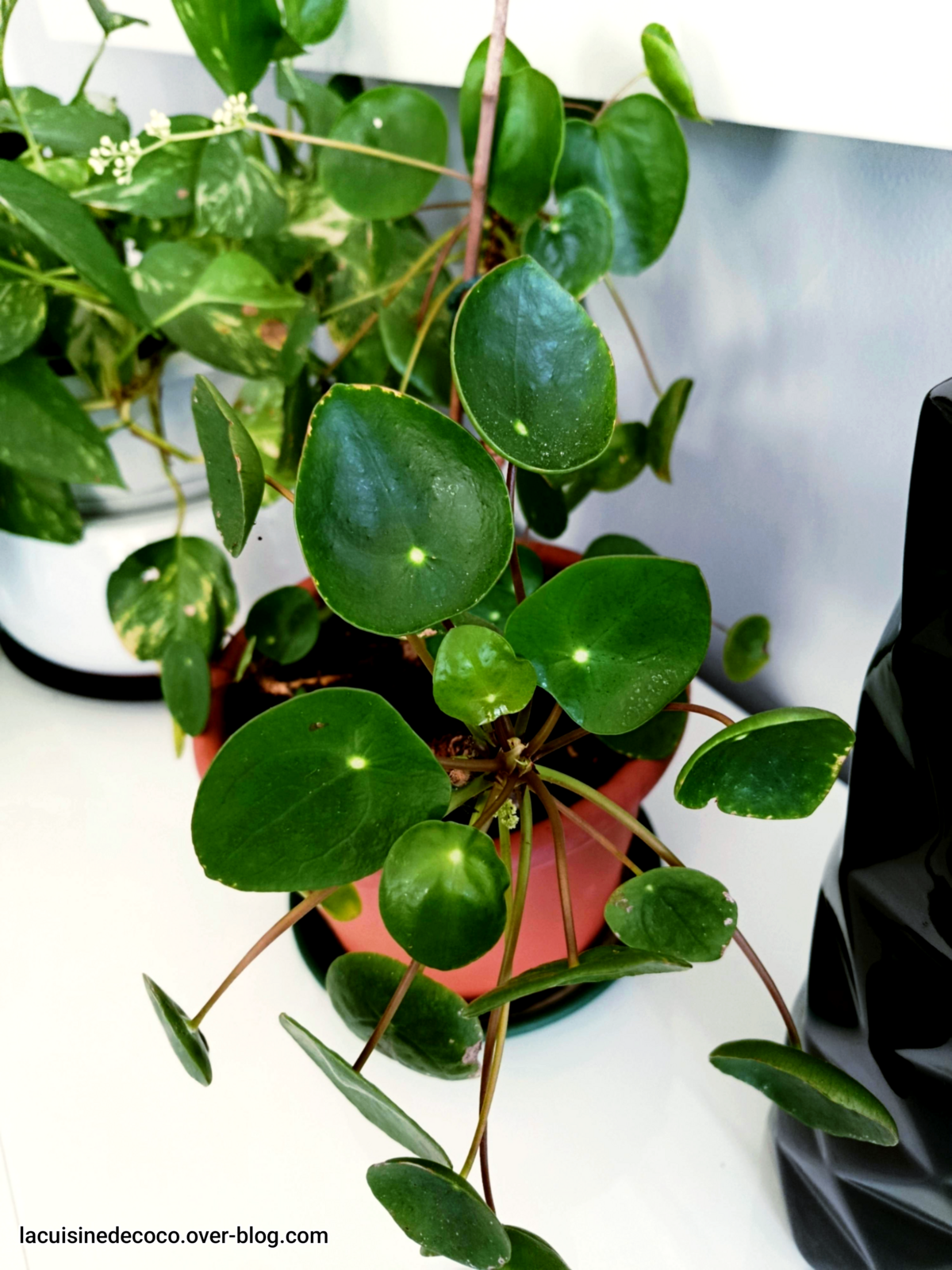 Pilea peperomioides : soins, multiplication et floraison - 🥗 La Cuisine de Coco 🍜