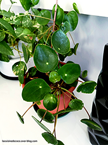 Pilea peperomioides : soins, multiplication et floraison - 🥗 La Cuisine de Coco 🍜
