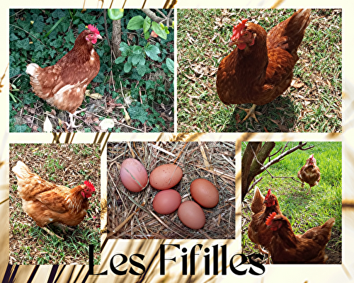 Pourquoi adopter des poules ? - 🥗 La Cuisine de Coco 🍜