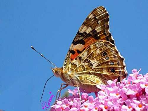 Un papillon dans mon jardin .... - 🥗 La Cuisine de Coco 🍜