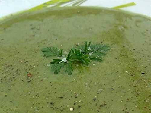 Velouté vitaminé aux fanes de carottes - 🥗 La Cuisine de Coco 🍜