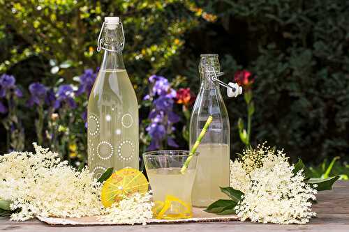 Limonade aux fleurs de sureau, le champagne des fées