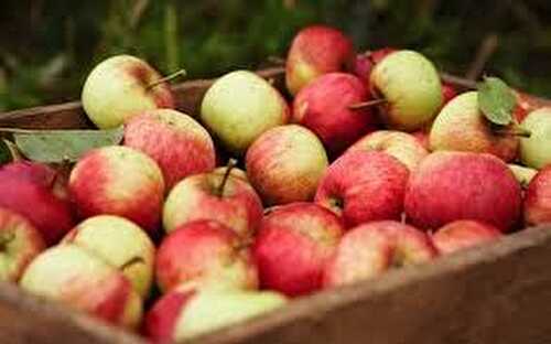 Far breton aux pommes