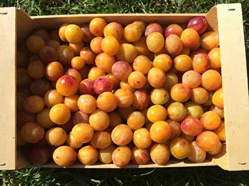 Confiture de mirabelles