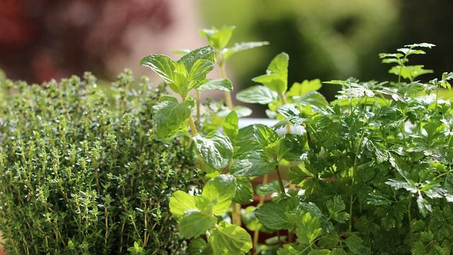 7 Herbes aromatiques qui poussent dans l'eau