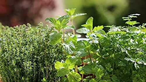 7 Herbes aromatiques qui poussent dans l'eau