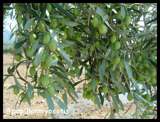 BACK FROM THE LAND OF OLIVE TREES AND MANY OTHERS SWEET THINGS -- (DEVINETTE : ARTICLE EN FRANCAIS :-))