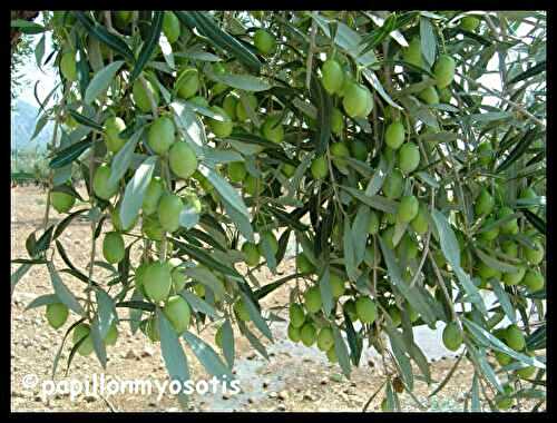 BACK FROM THE LAND OF OLIVE TREES AND MANY OTHERS SWEET THINGS -- (DEVINETTE : ARTICLE EN FRANCAIS :-))