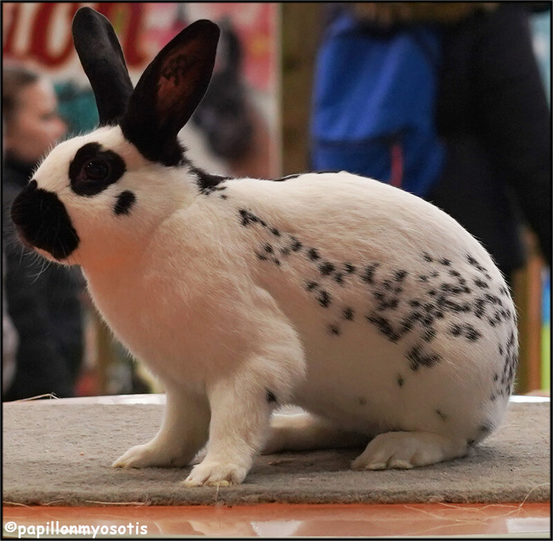 SALON DE L'AGRICULTURE 2020 / REPORTAGE PHOTO [#SIA2020 #PARIS #AGRICULTURE #MADEINFRANCE #ANIMAUX]