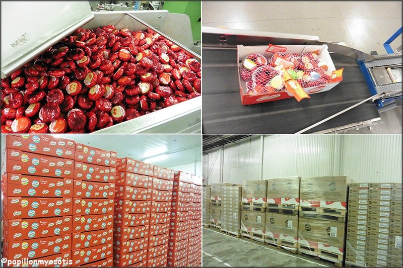 VISITE DÉCOUVERTE DE LA FROMAGERIE BEL D'EVRON (53) - [#MAYENNE #BABYBEL #FROMAGE]