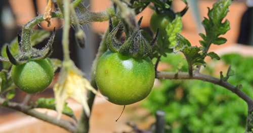 1 ères tomates 