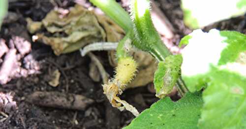 Evolution de mon potager