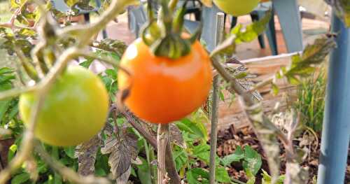 Les tomates ...