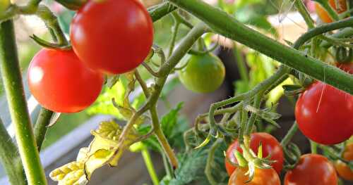 Tomates du jardin