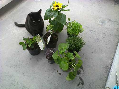 Plantes au balcon