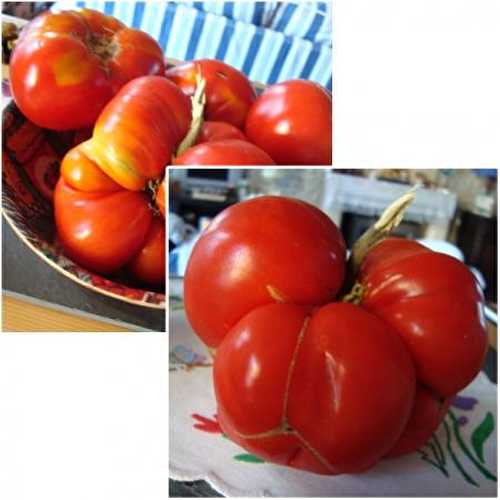 12 août 2010, les premières tomates du jardin