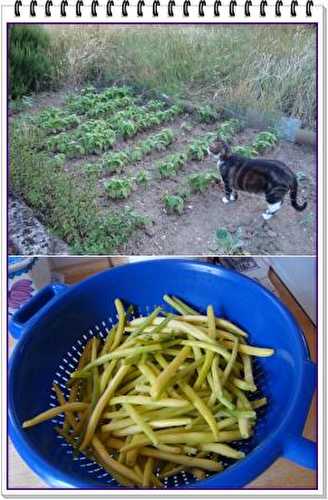 27 juillet 2010, les produits du jardin