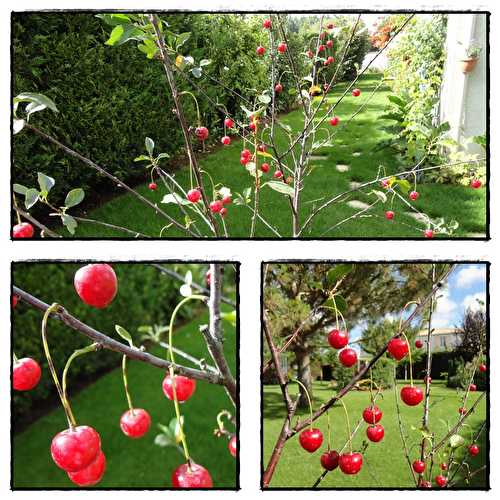 Clafoutis rapide aux cerises aîgres