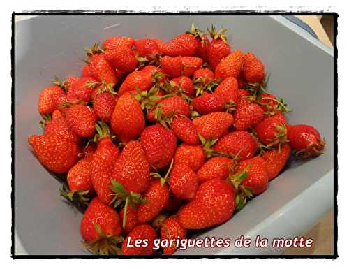 Confiture de fraises "gariguettes" 2012