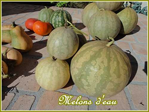 Confitures de melon d'eau (3ème ration), 23 février 2013