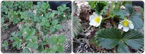 En attendant les fraises du jardin, 29 mars 2012