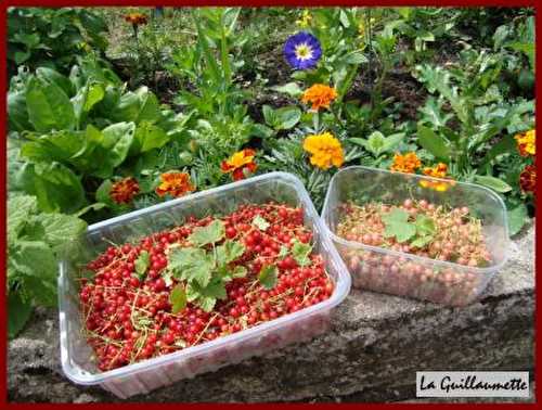 Gelée de groseilles au romarin