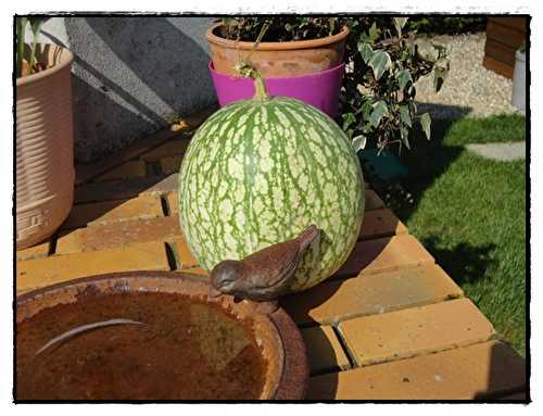 Gratin de courge de Siam à la bolognaise