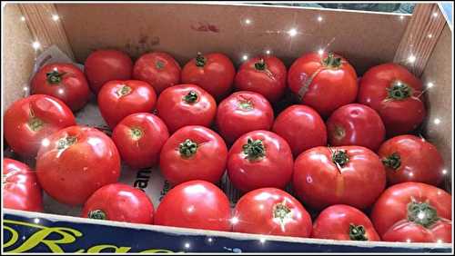 Les belles tomates, 28 juillet 2018