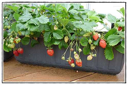 Melon et premières fraises du jardin, 22 mai 2017