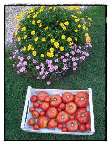 Opération congélation "tomates", 20 août 2011