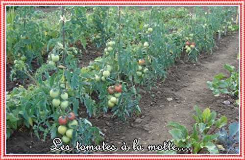 Première salade de tomates, 24 juin 2011