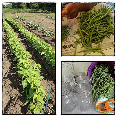 Premières conserves de haricots verts, 13 juillet 2012