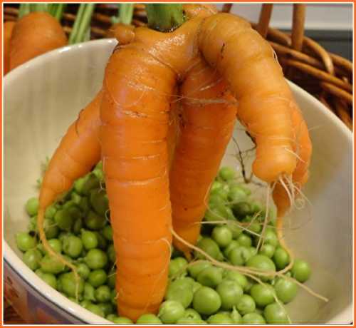 Premiers pois et carottes du jardin, 18 juin 2013