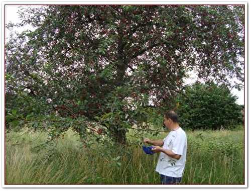 Que faire avec des cerises aîgres?