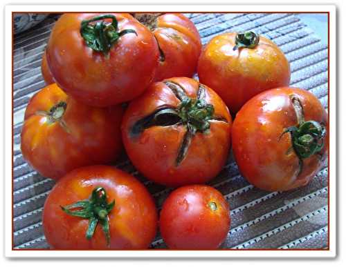 Sauce tomate fraîche maison