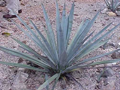 Sirop d'agave