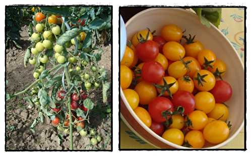 Tomates cerise au vinaigre