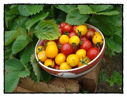Tomates cerises à l'apéro, 21 juillet 2011