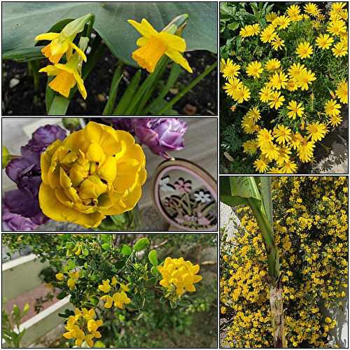 La couleur jaune à l'honneur au jardin, 4 avril 2021