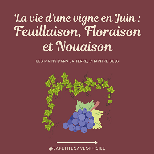 La vie de la vigne –  Chapitre 2 : Feuilles, fleurs et nouaison 🌿