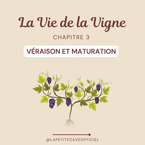 Vie de la Vigne Chapitre 3 : Véraison et Maturation 🍇