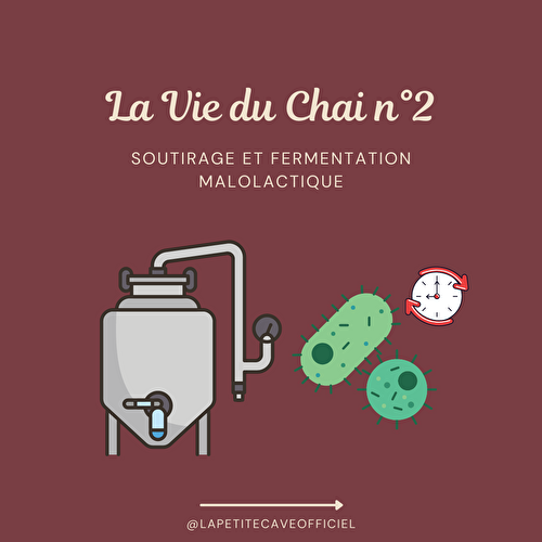 La Vie du Chai n°2 : la fermentation malo-lactique 🐛