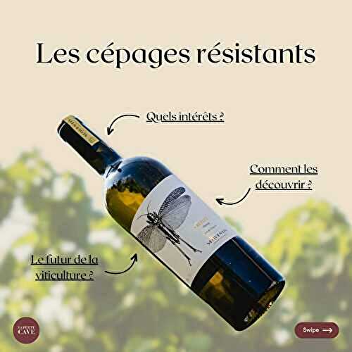 🍇 Les cépages résistants : le futur du vin ?