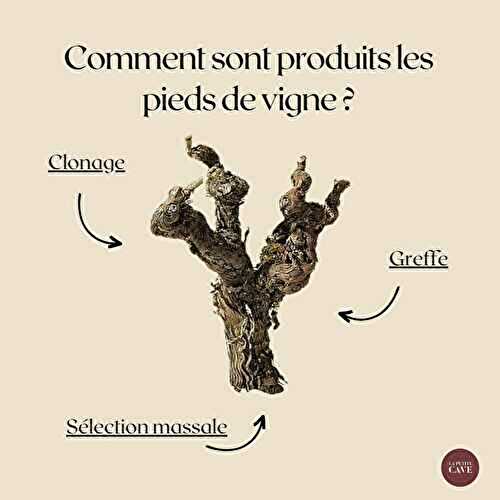 🍇 D’où viennent les pieds d’une parcelle de vignes ?