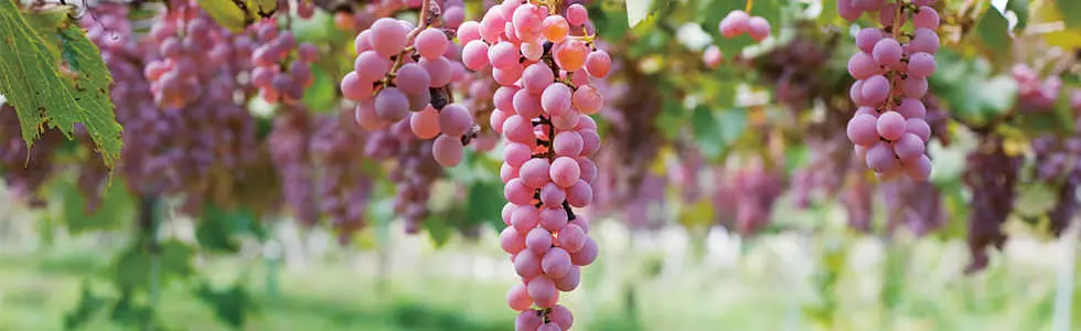 Koshu : Le Cépage Japonais Indigène, Un Trésor Viticole à Découvrir Absolument